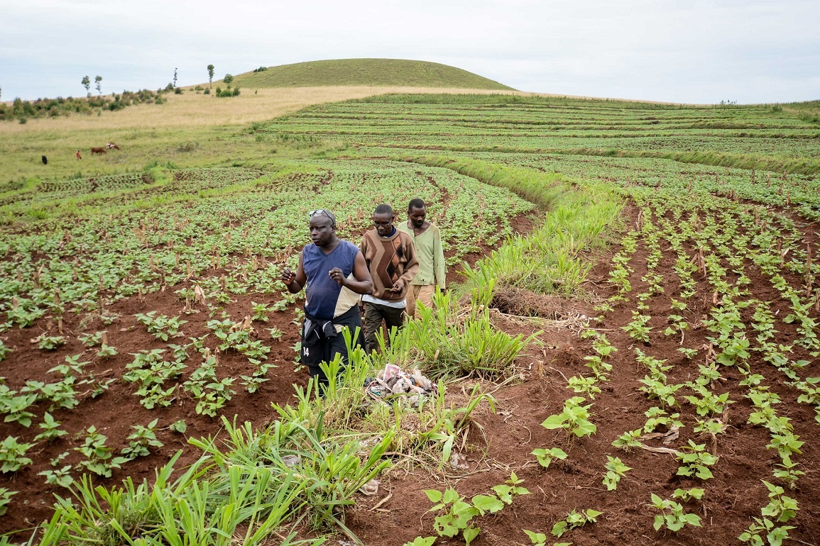 Agriculture in nigeria