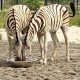 Omu Resort Zebras