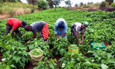 smallholder farmers