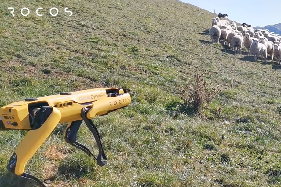 Wool means robot in Rocos’ video of a Boston Dynamics Spot unit herding sheep. Image: Rocos