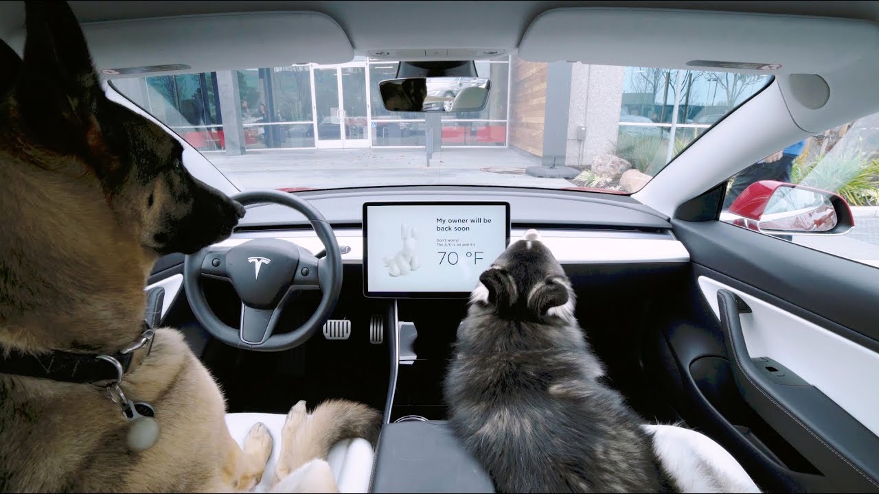 Tesla’s ‘Dog Mode’